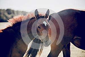 Portrait of a red foal sporting breed