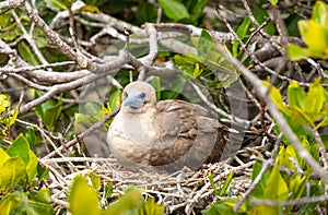 Portrait of red footed booby sitting on nest in mangrove tree