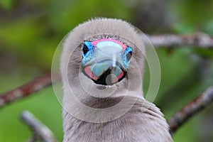 Portrait of Red-footed Booby (Sula sula)