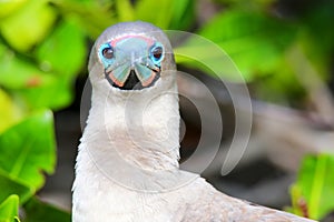 Portrait of Red-footed Booby (Sula sula) photo