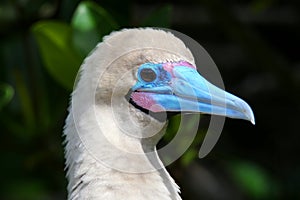 Portrait of Red-footed Booby (Sula sula) photo