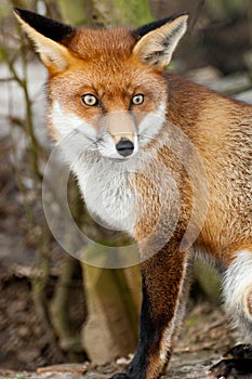 Portrait of Red Fox