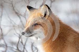 Portrait of a red fox