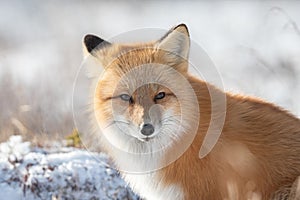 Portrait of a red fox