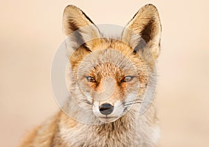 Portrait of a red fox against clear background
