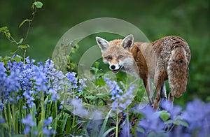 Portrait of a red fox amongst bluebells in spring