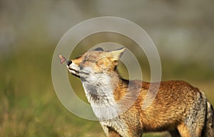 Portrait of a red fox with a butterfly on nose