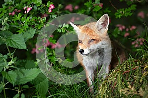 Portrait of a red fox cub in a meadow