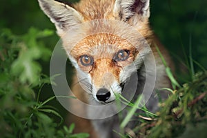 Portrait of a red fox cub in a meadow