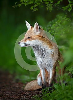 Portrait of a red fox cub sitting in a forest