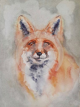 portrait of a red fox looking forward