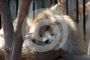 Portrait of red fox restin on sunlit log