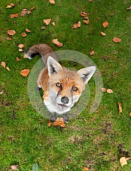 Portrait of a red fox sitting on a grass in autumn