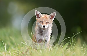 Portrait of a red fox sitting in a meadow