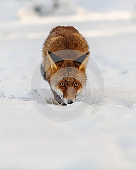 Portrait of a red fox in the snow with yellow expressive eyes