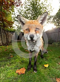 Portrait of a red fox standing on grass in autumn