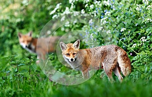 Portrait of a red fox standing in a meadow