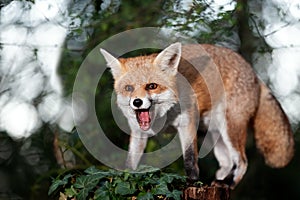 Portrait of a red fox standing on a tree in a forest