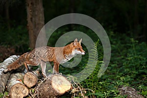 Portrait of a red fox standing on tree logs in a forest