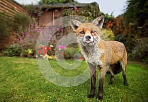 Portrait of red fox sticking out the tong photo