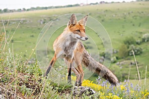 Portrait red fox Vulpes vulpes on a beautiful background