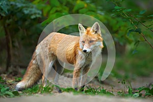 Portrait of a red fox Vulpes vulpes