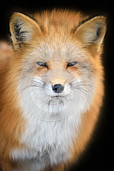 Portrait Red Fox, Vulpes vulpes, beautiful animal on black background