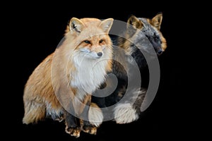 Portrait Red Fox, Vulpes vulpes, beautiful animal on black background