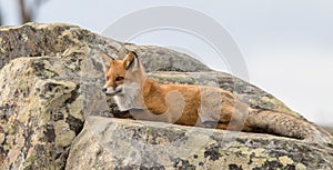 Portrait of a Red fox Vulpes vulpes resting on a rock