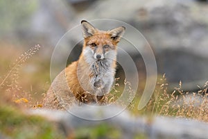 Portrait of a Red fox Vulpes vulpes sitting in grass looking in camera