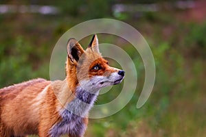 Portrait of a red fox (Vulpes vulpes in summer