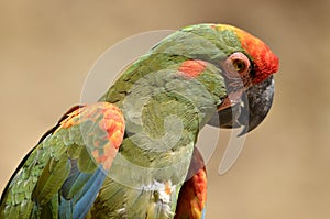 Portrait of red-fronted macaw