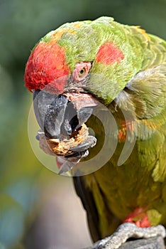 Portrait red-fronted macaw eating a nut
