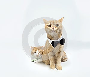 portrait red furry cat with bow tie on white isolated background