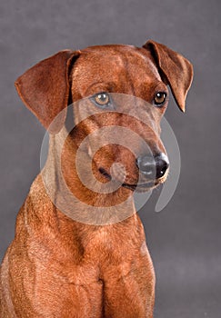 Portrait of Red German Pinscher dog