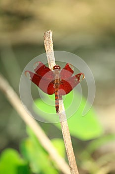 Portrait of red grasshopper