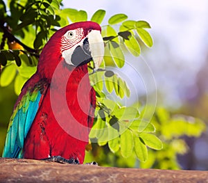 Portrait of Red-and-green Macaw