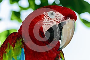 Portrait of Red and Green Macaw parrot posing for the camera