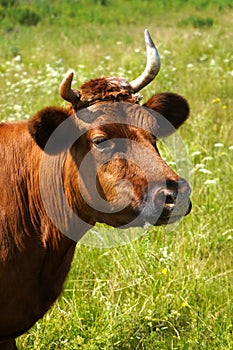 Portrait of a red-haired cow. A cow grazes in a summer meadow. Head and horn of cow, close up