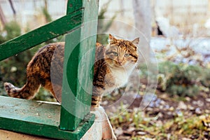 Portrait of a red-haired rural cat