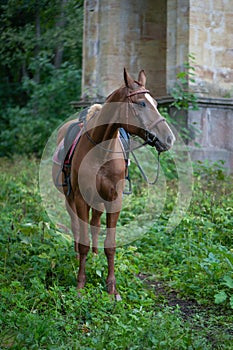 Portrait of a red harnessed horse against the backdrop of a castle and greenery