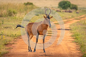 Portrait of a red hartebeest Alcelaphus buselaphus, Welgevonden Game Reserve, South Africa.