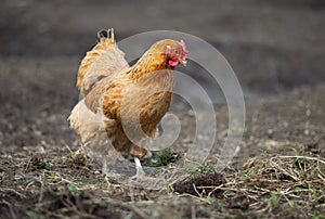 Portrait of a red hen on a ranch. rural landscape