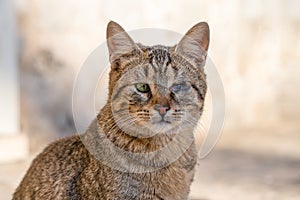 Portrait of a red homeless cat, lost in battle eyes, looks sadly