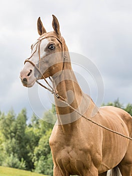 Portrait red horse with blue eyes in bridle