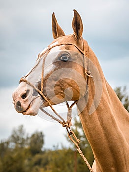Portrait red horse with blue eyes in bridle