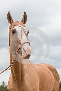 Portrait red horse with blue eyes in bridle