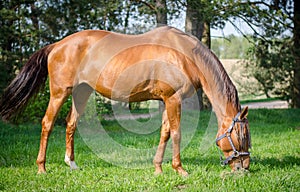 Red horse eating grass