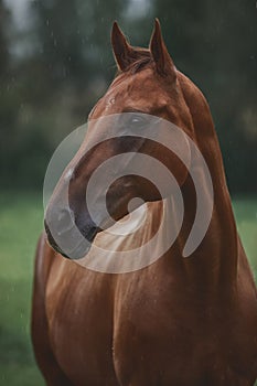 Portrait of red horse in summer rain in green field