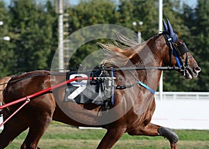 Portrait of a red horse trotter breed in motion on hippodrome